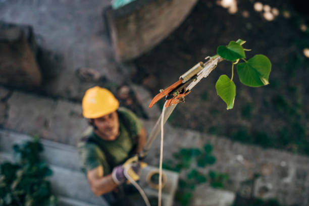 How Our Tree Care Process Works  in  Le Center, MN