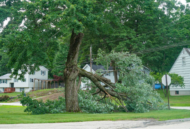 Professional Tree Removal in Le Center, MN