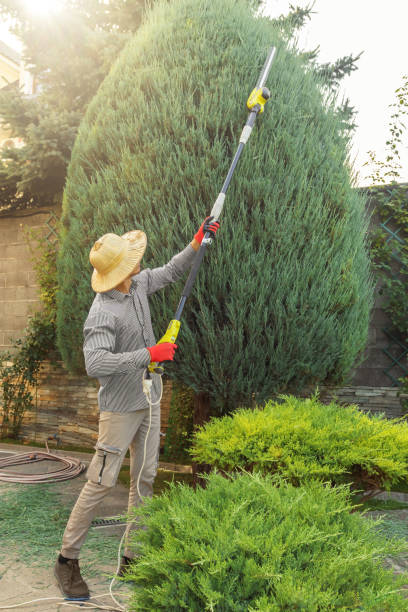 Best Tree Trimming and Pruning  in Le Center, MN