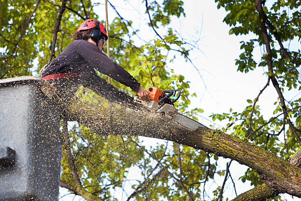 Best Lawn Grading and Leveling  in Le Center, MN