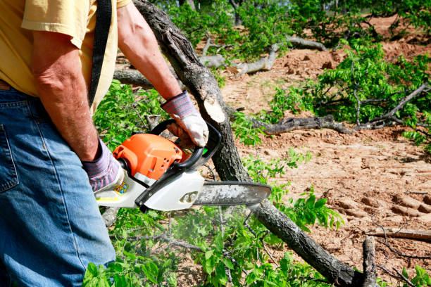 Best Palm Tree Trimming  in Le Center, MN